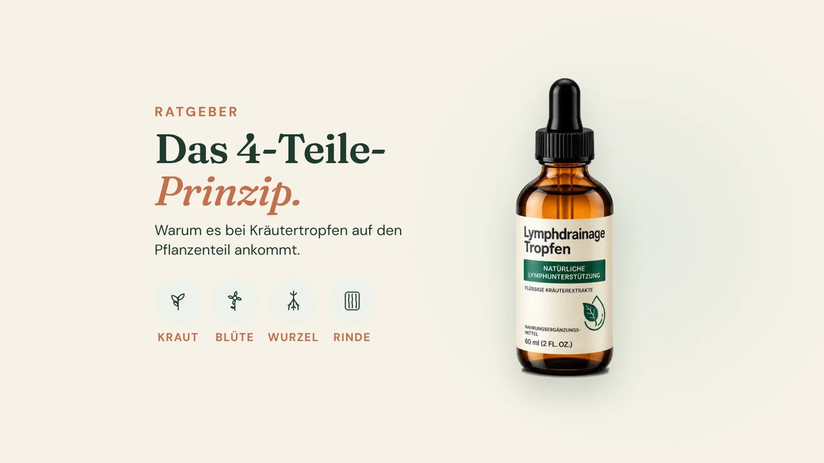 Das 4-Teile-Prinzip: Kraut, Blüte, Wurzel und Rinde – daneben die Wiesenblatt-Flasche